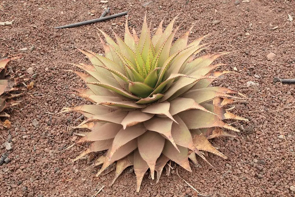 Meet Aloe broom, a unique succulent