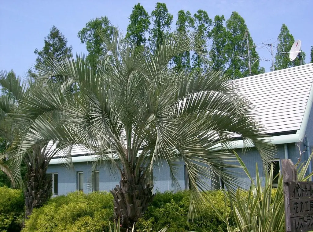 Meet the Butia, palm trees very resistant to cold