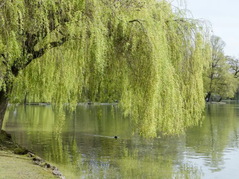 Meet the Weeping Willow, a different tree for your garden
