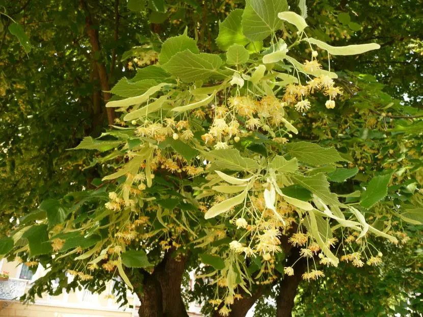 Meet the linden, an ideal tree for large gardens