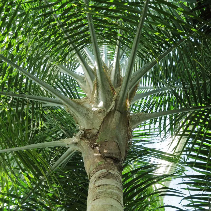 Meet the majestic palm tree