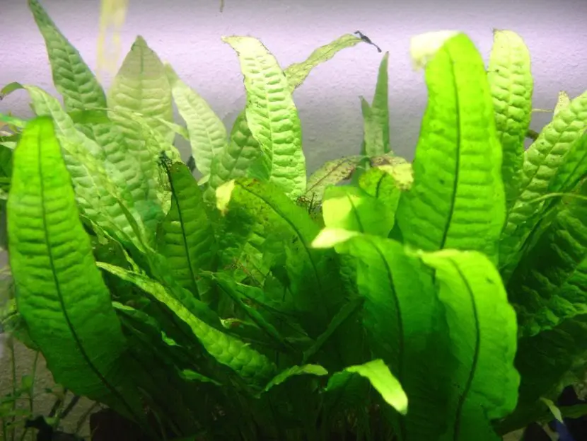 Java fern, the best plant for your aquarium or pond