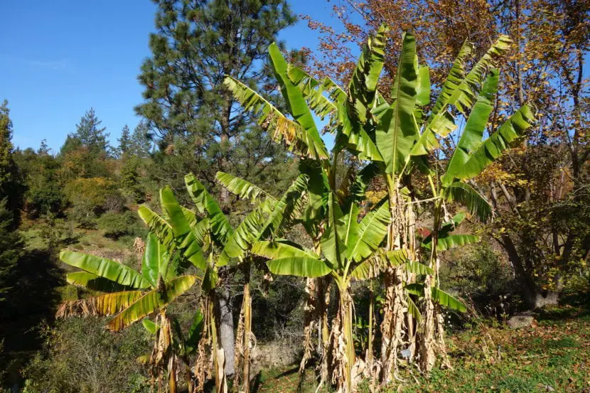 Musa Helen’s Hybrid, a very interesting edible banana tree