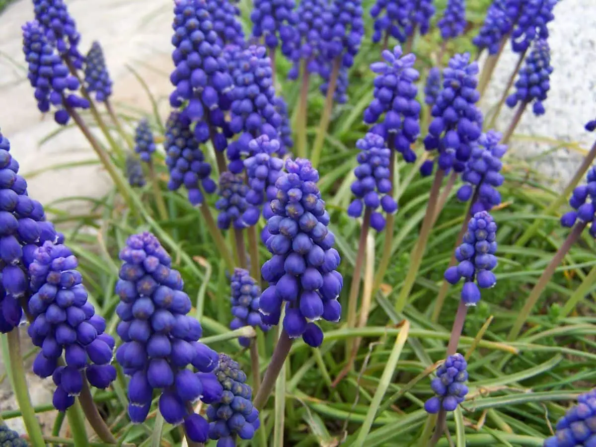 Muscari armeniacum, the plant that falls in love with its flowers
