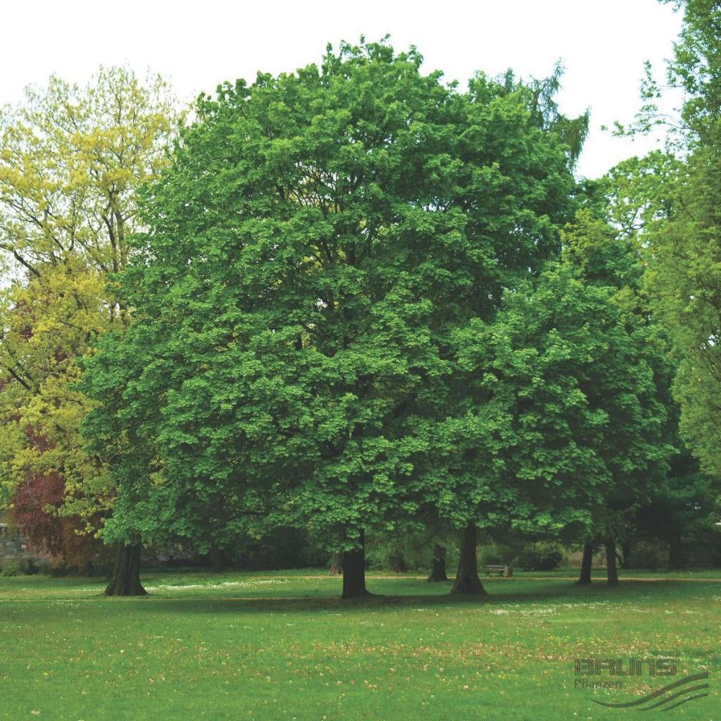 Norway maple, a magnificent tree to decorate the garden