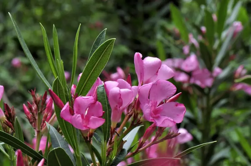 Oleander, beautiful bush but… poisonous!