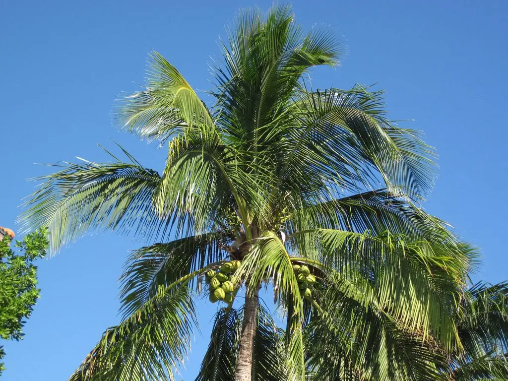 Origin of the palm trees