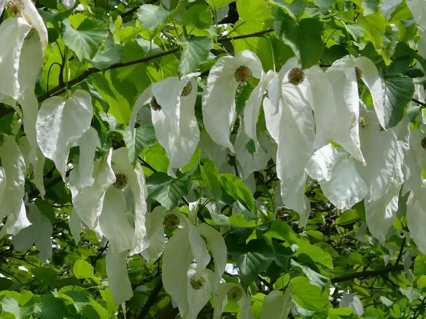 Ornamental species: the Tree of Handkerchiefs