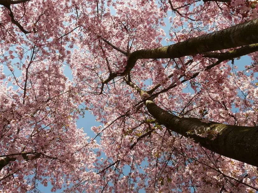 PHOTOS: The cherry trees of Japan