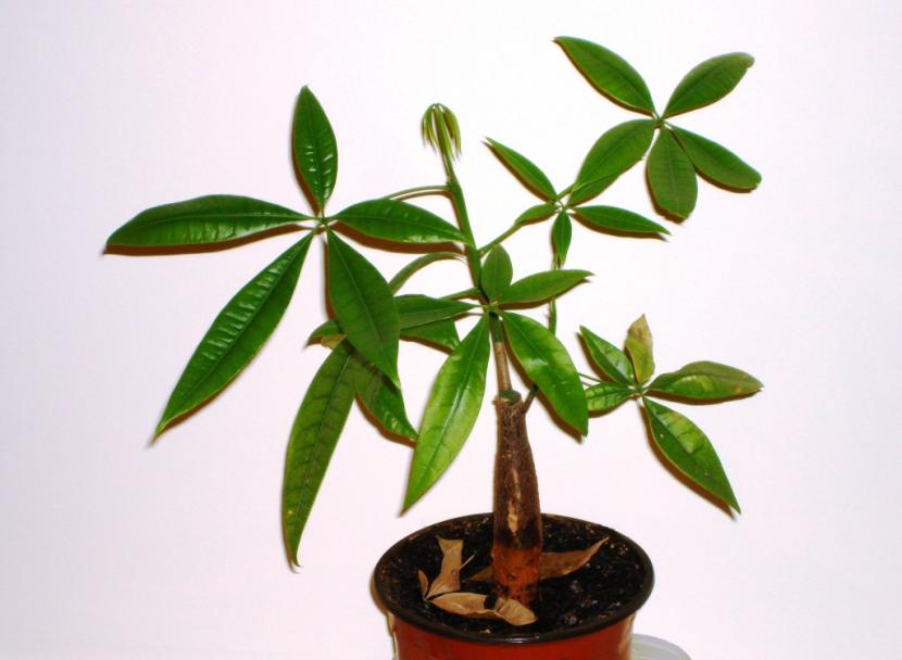 Pachira, an ideal tree to decorate your home