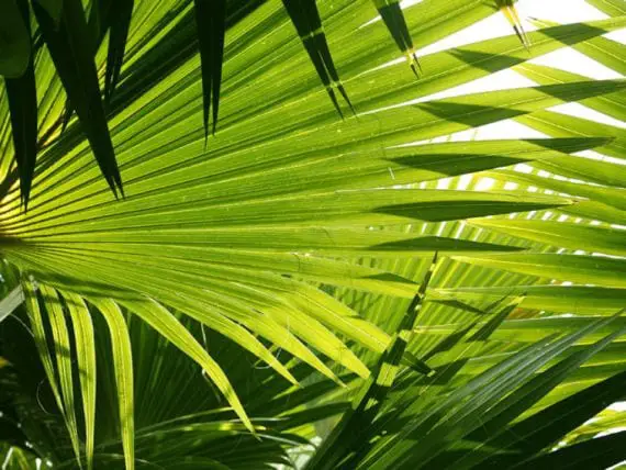 Palm Tree Information for Cold Climates
