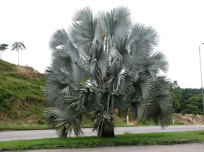 Palm types: Bismarck Palm | Gardening On