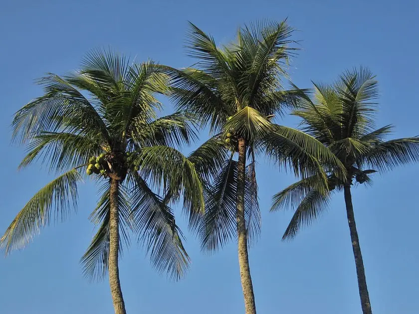 Origin and characteristics of the coconut tree