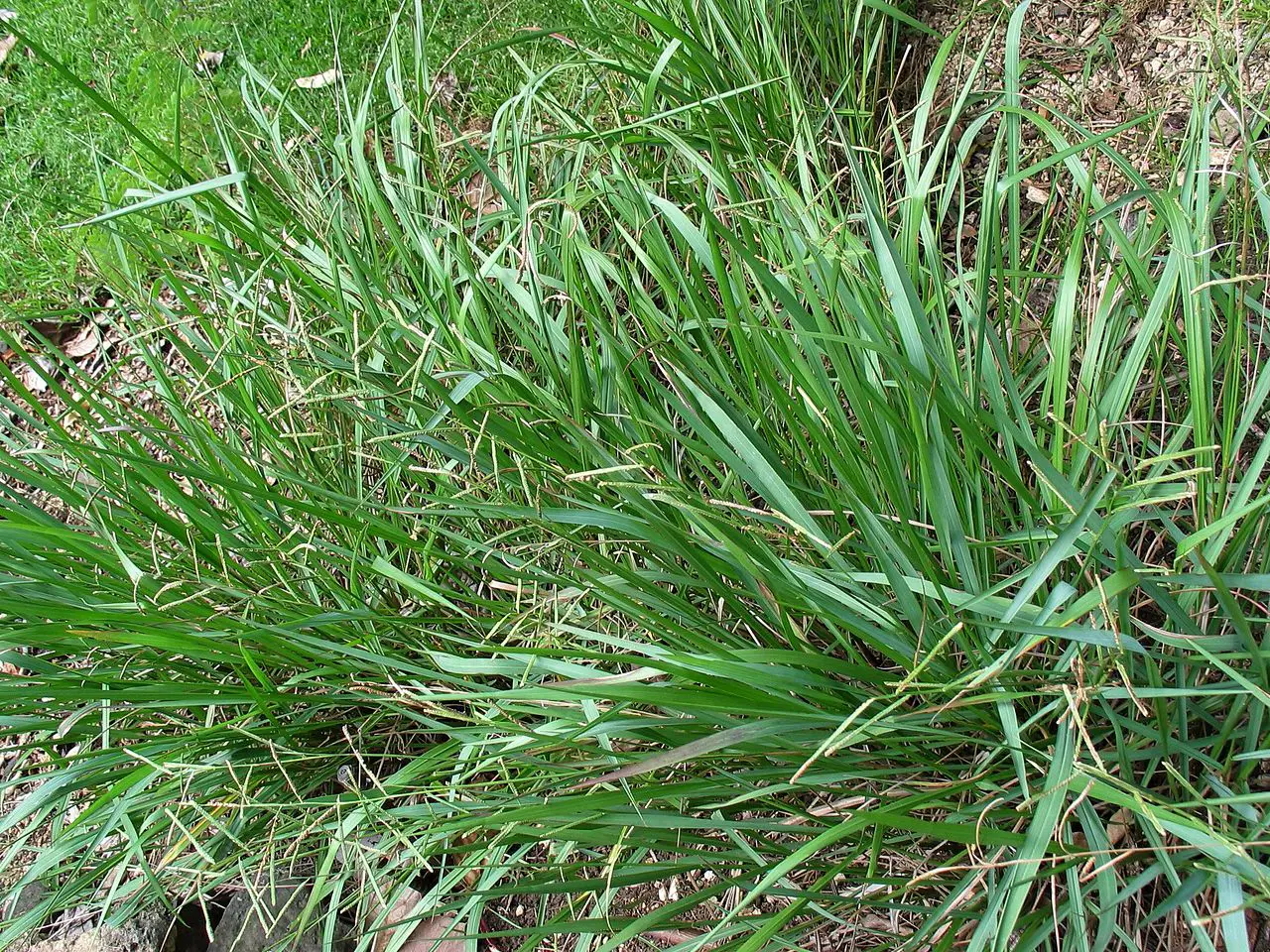 Paspalum: characteristics and cultivation | Gardening On
