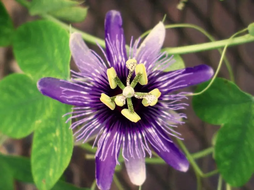 Passiflora complete data sheet: properties, care and more