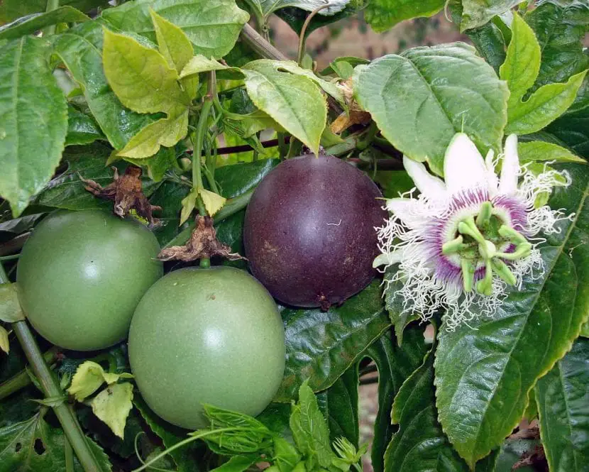 Passion fruit (Passiflora edulis)