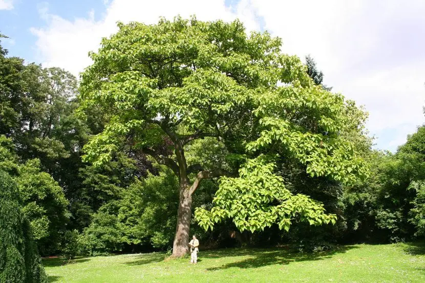 Pawlonia, the most popular tree
