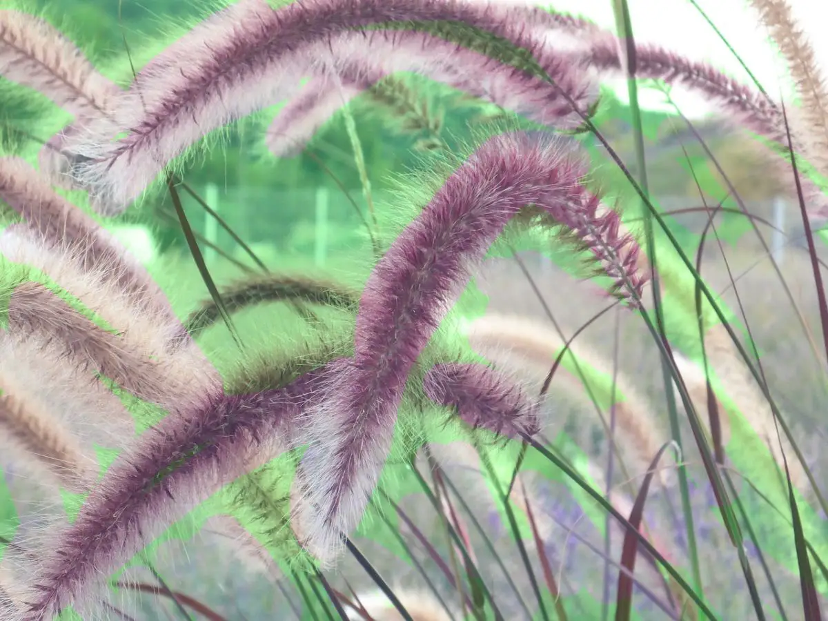 How do you take care of the Pennisetum alopecuroides or foxtail?