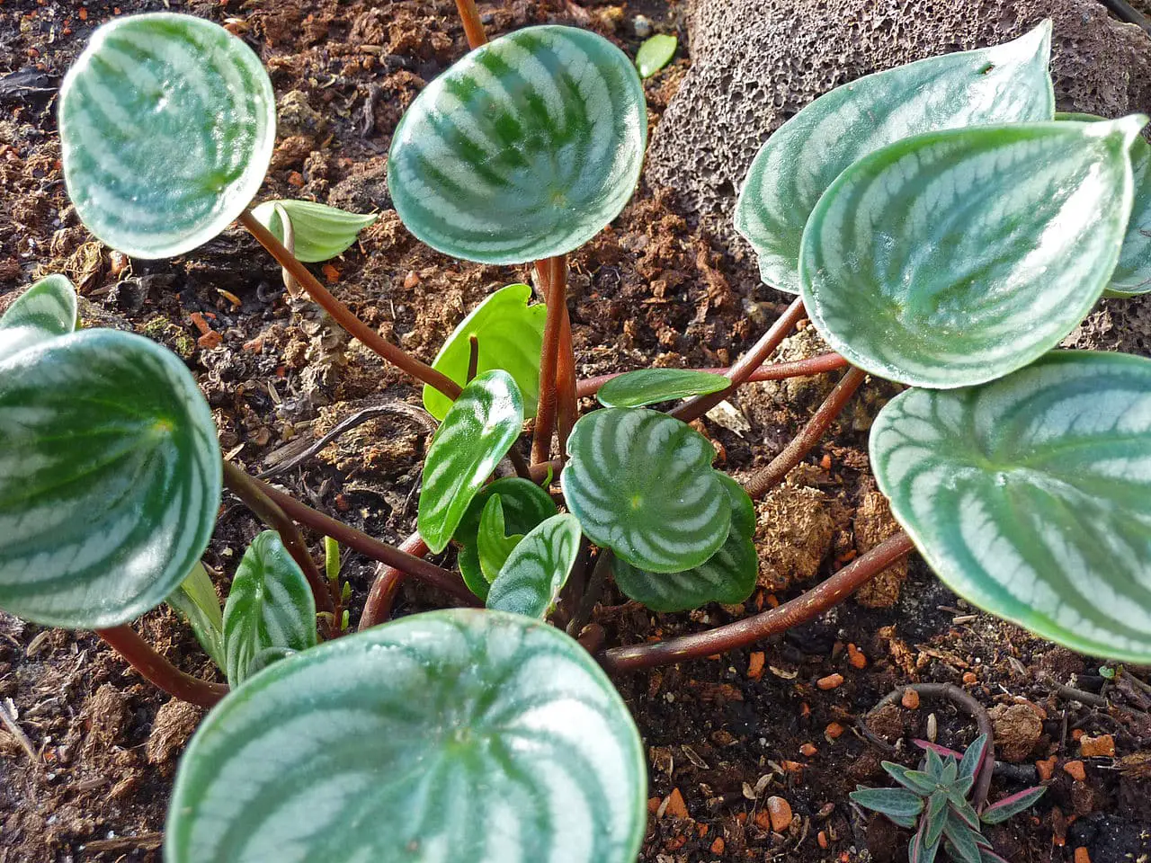 11 types of Peperomia that you can have at home