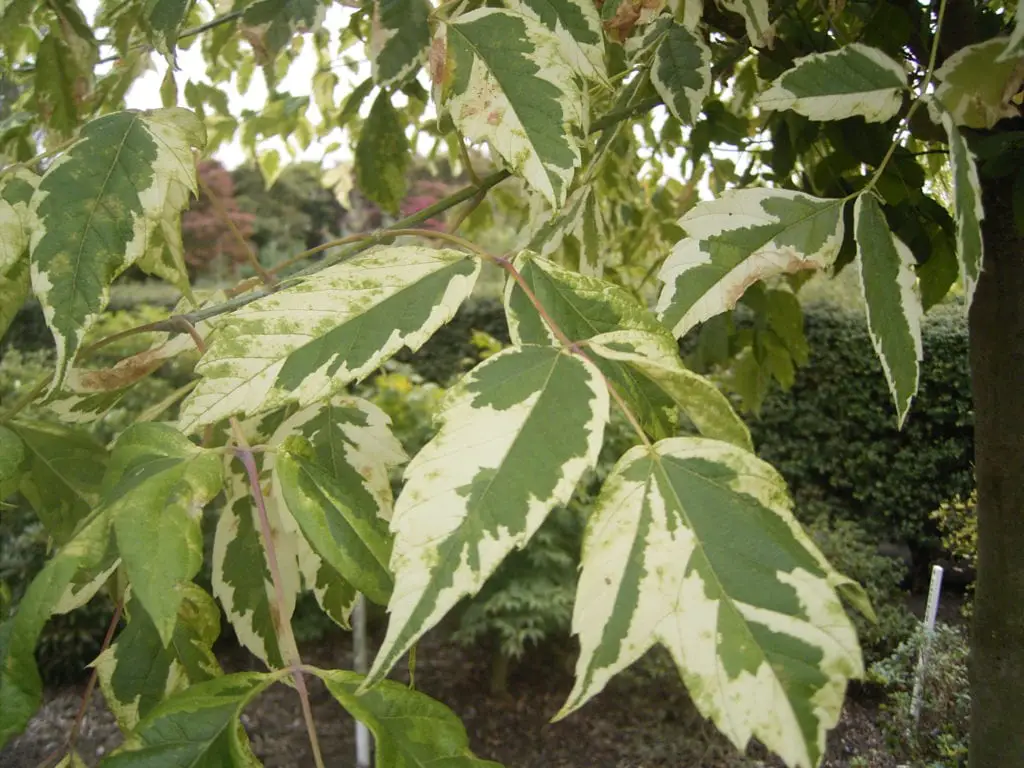 Pests and diseases of Acer negundo