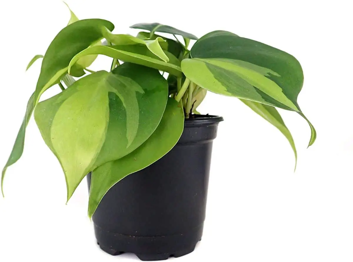 Philodendron cordatum: what is it and what care does it need