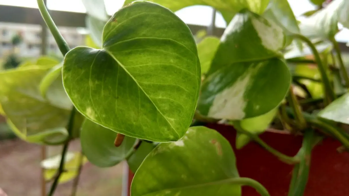Philodendron hederaceum | Gardening On