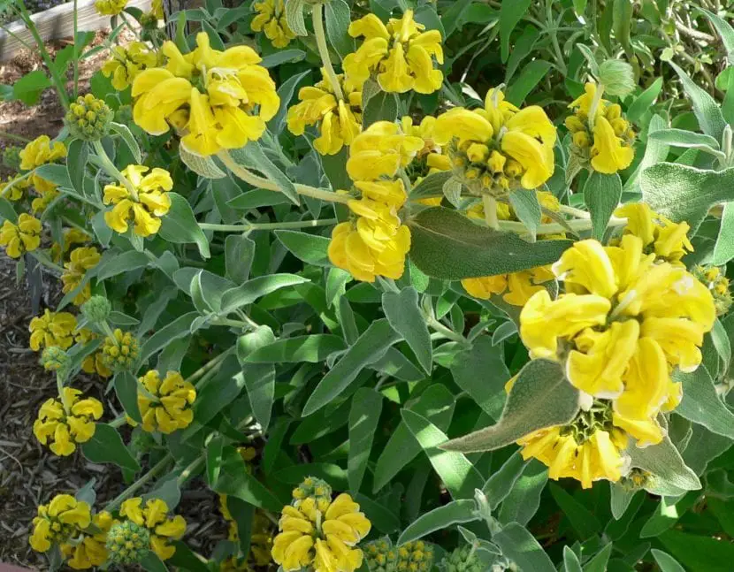 Phlomis fruticosa or yellow sage, a pretty, rustic plant