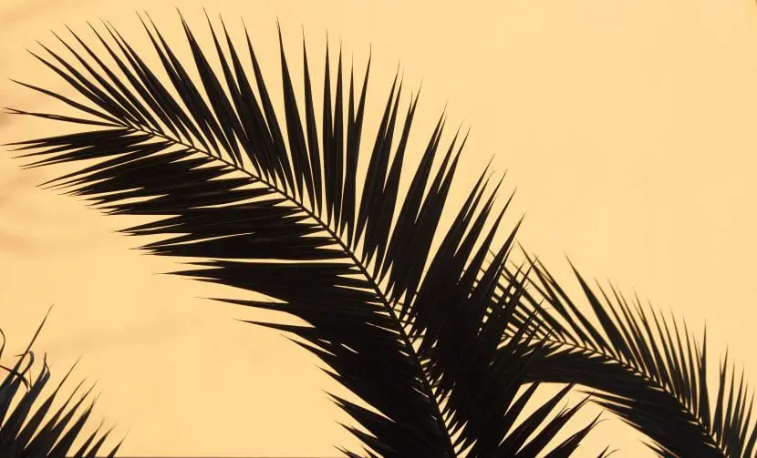 What are the differences between the Date Palm and the Canary Island Palm?