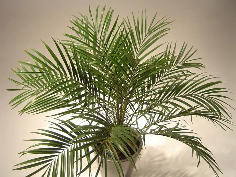 How to choose a pot for palm trees?
