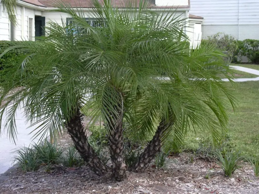 Dwarf Palm (Phoenix roebelenii)