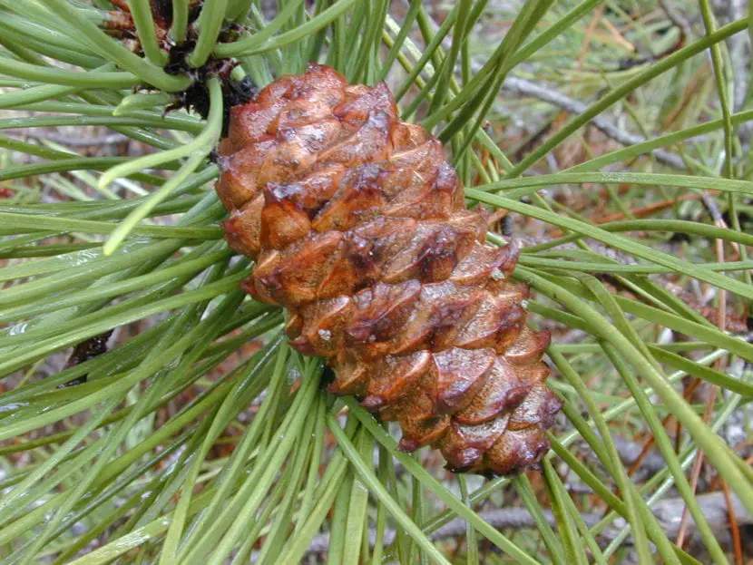 Pinus pinaster, the maritime garden pine
