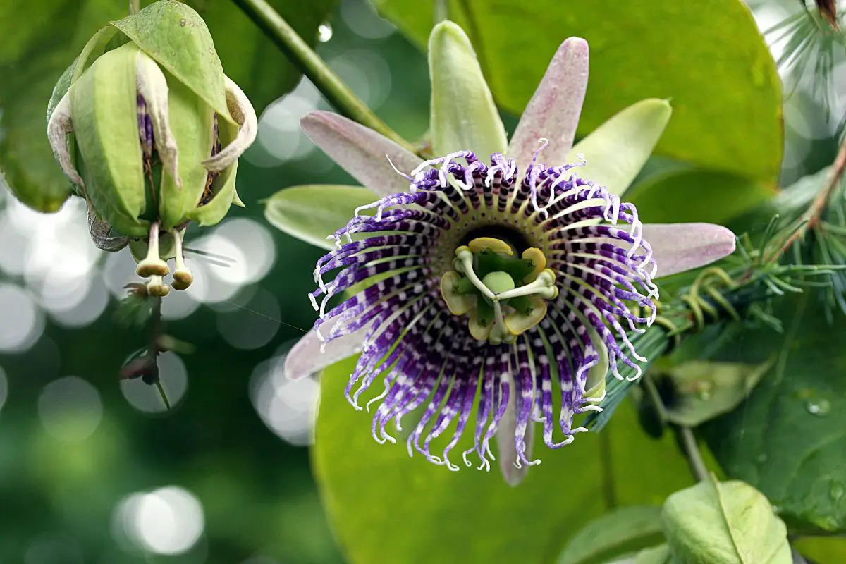 Passion fruit plant: care | Gardening On