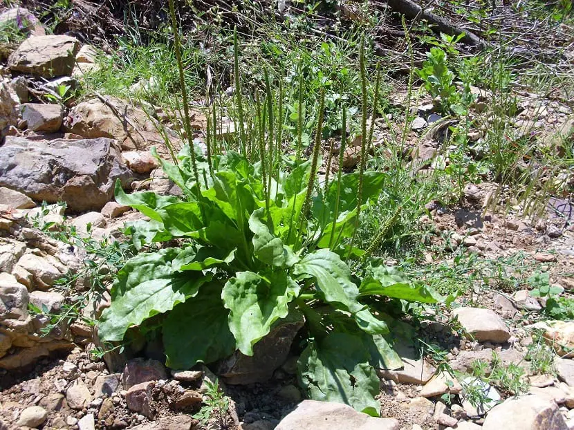 Plantago Major, properties and uses