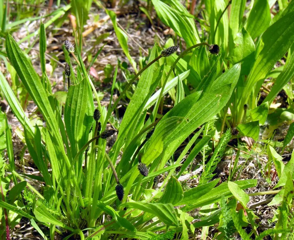 Plantago lanceolata, a herb with multiple uses