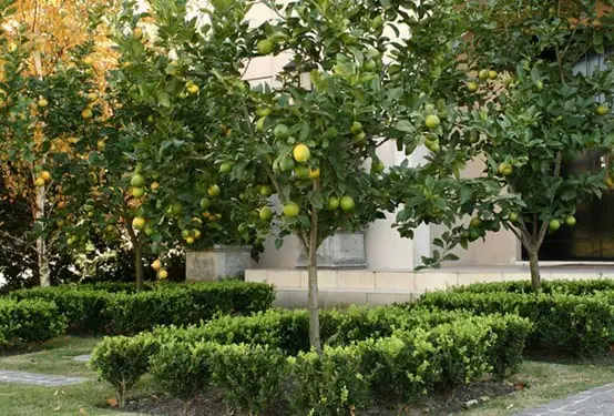 Planting a lemon tree at home