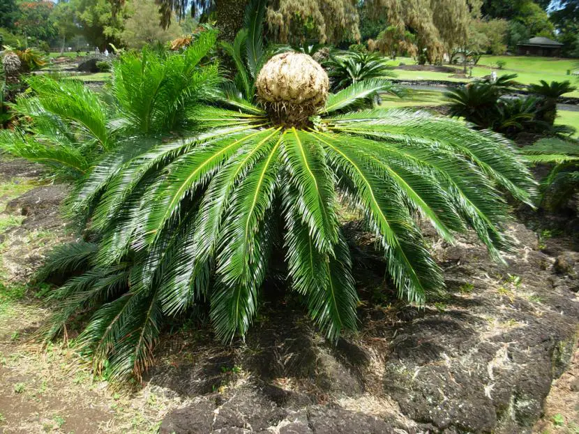 Plants that look like palm trees but are not