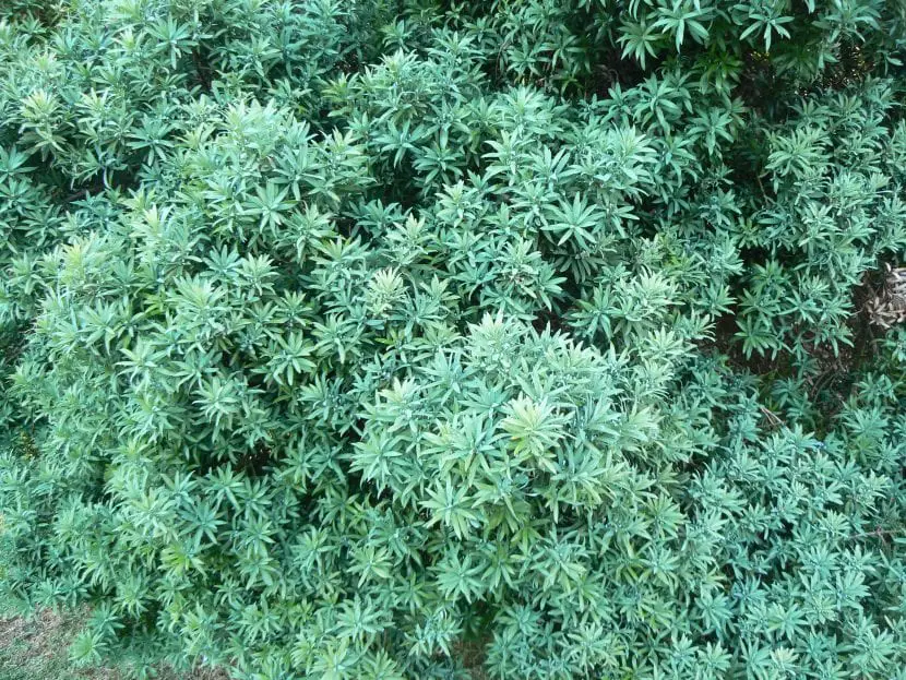 Manios (Podocarpus)