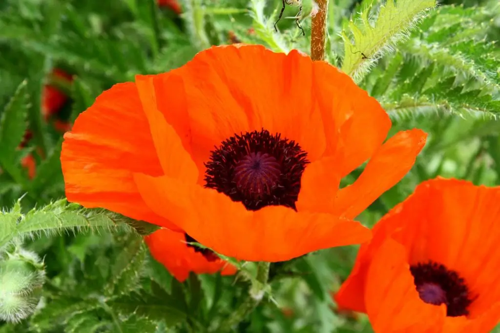 Poppies – Complete file | Gardening On
