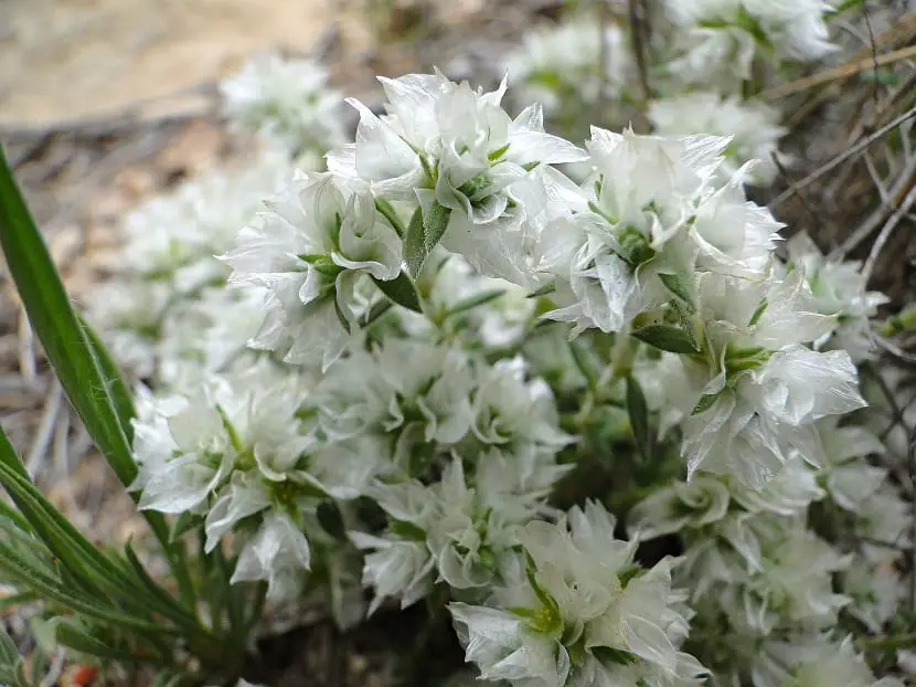 Snowdrop (Paronychia argentea)