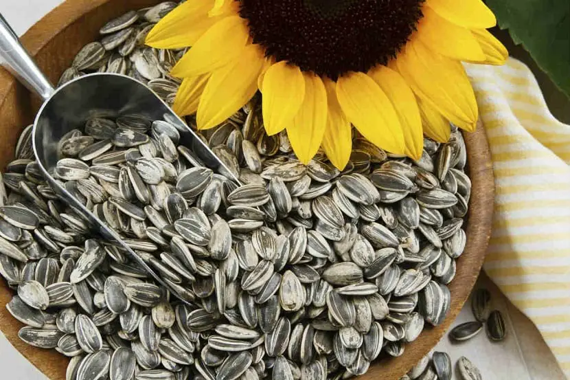 Properties and cultivation of sunflower seeds