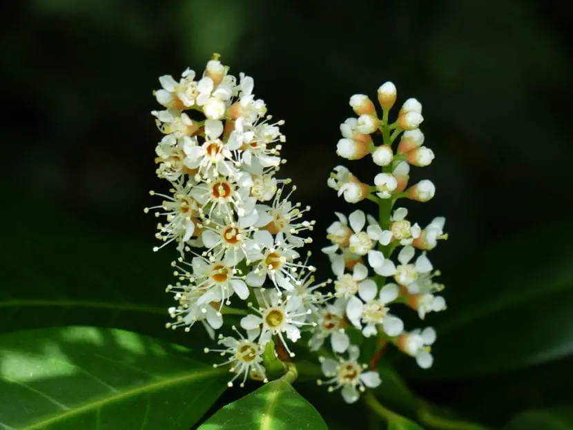 Prunus laurocerassus or cherry laurel care