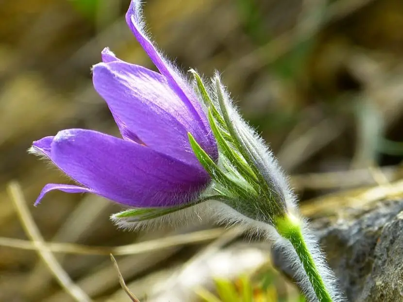 What is pulsatilla and what is it for?