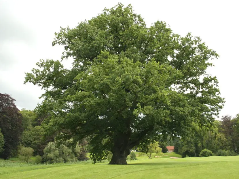 Quercus robur, the horse oak