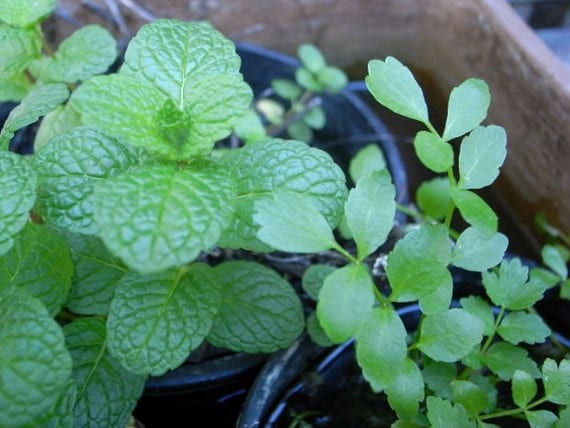 Repellent plants in your garden