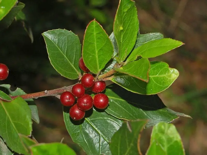 Rhamnus alaternus or Aladierno, the perfect plant for xerogardens
