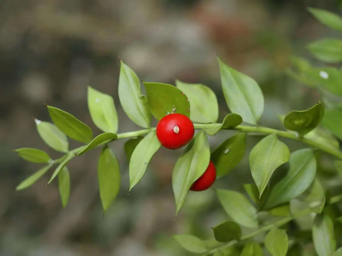 Ruscus: species, characteristics and care