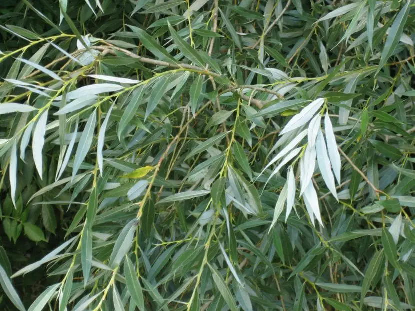 Salix alba, the magnificent white willow