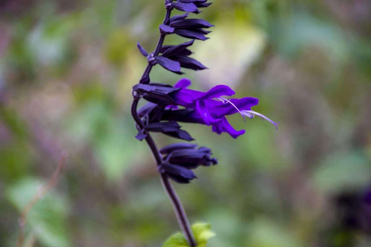 Salvia farinacea: care that you must provide