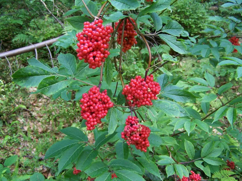 Red elderberry (Sambucus racemosa)
