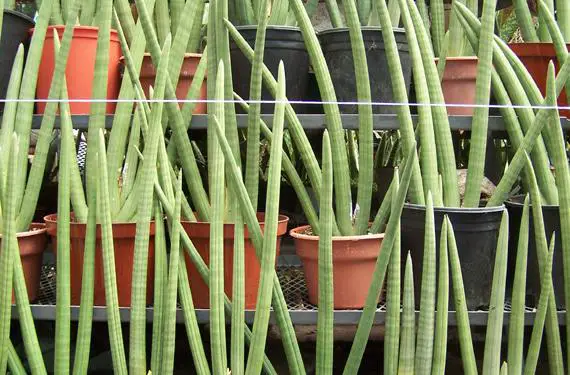 Sansevieria, a plant with little care